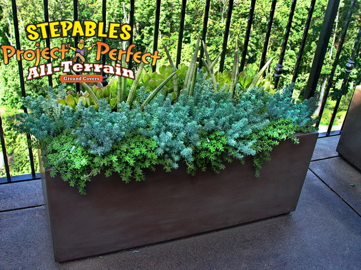Sedum reflexum Blue Spruce